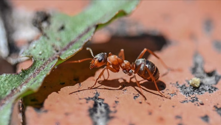 5 bin karıncayla yakalandı! İki Belçika vatandaşına para cezası