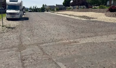 ABD’de bir şehri böcekler sardı! Halk ‘kıyametin habercisi’ dedi!