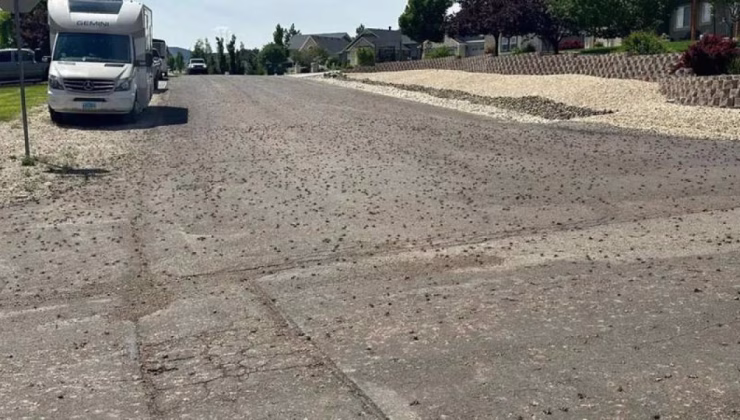 ABD’de bir şehri böcekler sardı! Halk ‘kıyametin habercisi’ dedi!