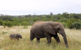 Bangladeş’te fil dehşeti… 2 kişi feci şekilde öldü!