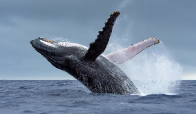 Bir haftada 6 gri balina ölü bulundu