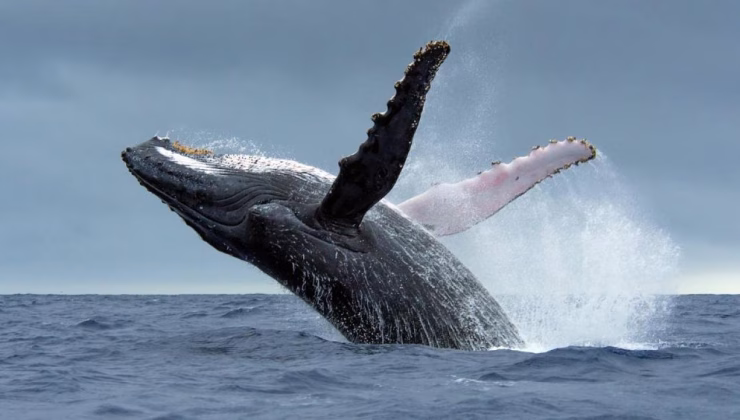 Bir haftada 6 gri balina ölü bulundu