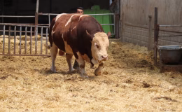 Kurban bayramı yaklaşıyor… Adı: Poyraz… Ağırlığı: 1.5 Ton! Fiyatı cep yakıyor!