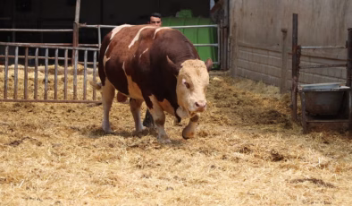 Kurban bayramı yaklaşıyor… Adı: Poyraz… Ağırlığı: 1.5 Ton! Fiyatı cep yakıyor!