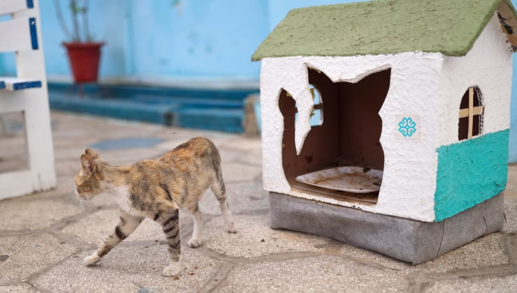 Emine Erdoğan’ın Sıfır Atık Girişimi, Senegal’de kedi evlerine ilham oldu