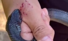 Hatay haberleri: Yılan "Zararsız, öldürmeyin" derken ısırdı | SON DAKİKA HABERİ | Son dakika haberleri