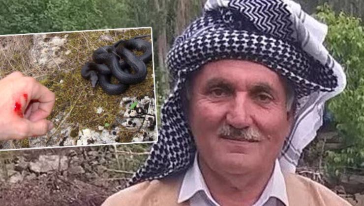 Hayvanları için ot biçiyordu görmedi… Isırdı ve öldürdü! | Son dakika haberleri