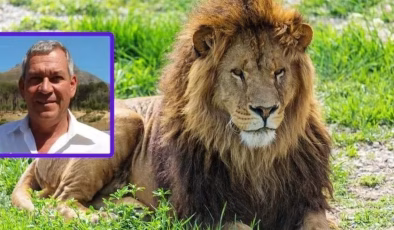 İşadamını aslan yedi