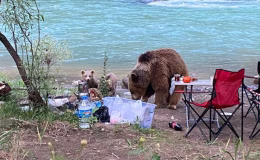 Tunceli haberleri: Anne ve yavru ayıların piknik keyfi | SON DAKİKA HABERLERİ | Son dakika haberleri