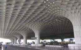 Valizden 48 zehirli yılan ve 5 kaplumbağa çıktı