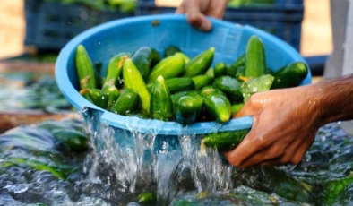 Binlerce kilo salatalık toplatılıyor: ‘Yenilmesi halinde öldürebilir’