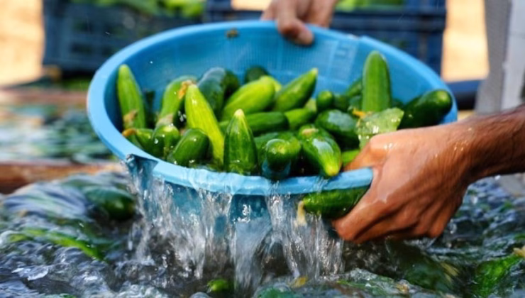 Binlerce kilo salatalık toplatılıyor: ‘Yenilmesi halinde öldürebilir’