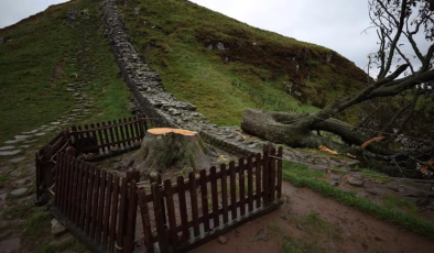 Tam 200 yıllıktı! İkonik ağacı kesen 2 kişiye hapis cezası