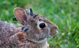 ABD’de ‘Boynuzlu tavşan’ virüsü paniği!