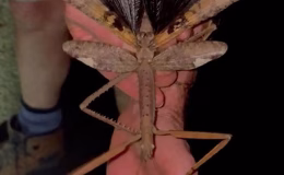 Boyu 40 santimetre! Bir ülkenin en ağır böceği