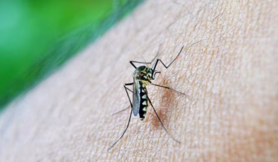 Çin’de yeni alarm: Chikungunya! Vaka sayısı 7 bini geçti