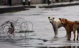 Hindistan’da başkent için yeni talimat…Sahipsiz köpekler barınaklara!
