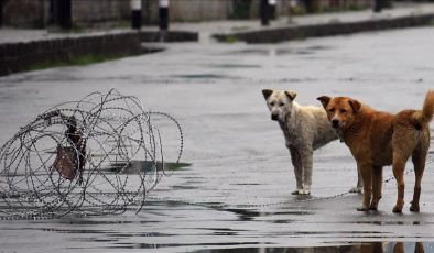 Hindistan’da başkent için yeni talimat…Sahipsiz köpekler barınaklara!