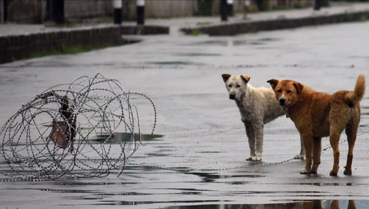 Hindistan’da başkent için yeni talimat…Sahipsiz köpekler barınaklara!