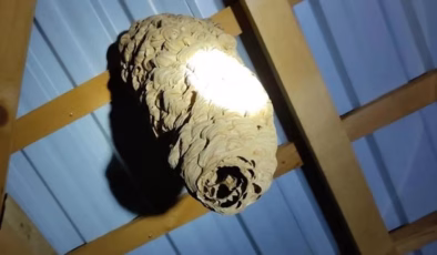 Koruma altına alındı! Öldürene 50 bin euro ceza