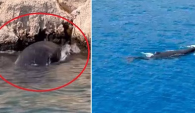 Olay yeri: Antalya! Yavru balina kayalıklara sıkıştı!