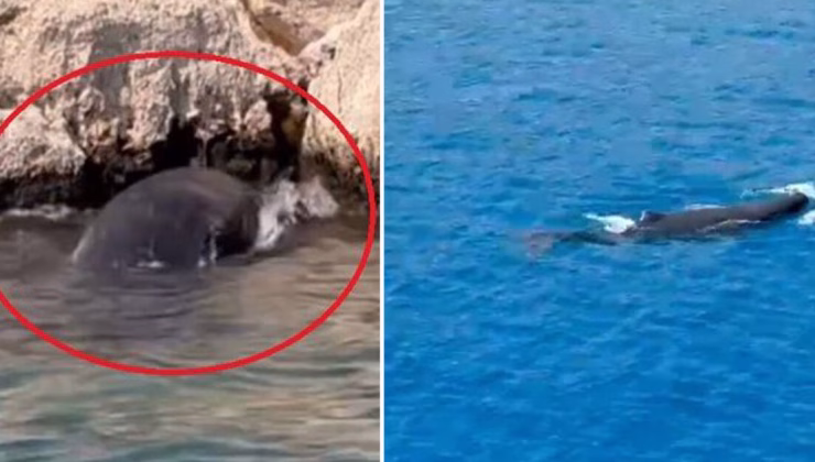 Olay yeri: Antalya! Yavru balina kayalıklara sıkıştı!