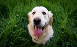 Avrupa ülkesinde ilginç uygulama! Köpeklere vergi uygulanacak!